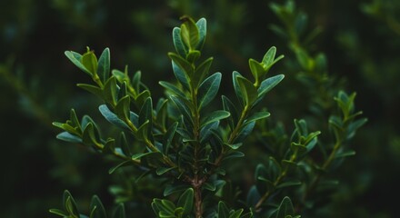Obraz premium Close Up of Lush Green Leaves and Branches