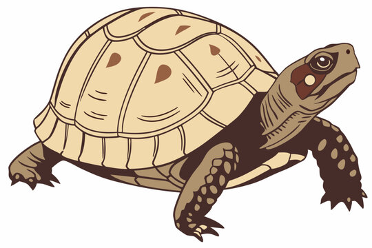 Illustration of a Box Turtle Walking on White Background