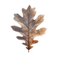 Naklejka premium Frosted Oak Leaf in Autumn - Close-up Macro Photography