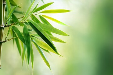 Fototapeta premium Fresh green bamboo leaves extend from a stalk.