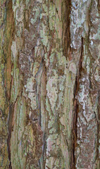Beautiful close-up of the bark of cunninghamia konishii