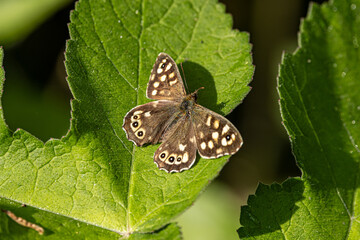 A high angle view of a pararge aegeria, commonly known as a speckled wood butterfly, with selective focus