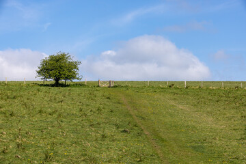 A grass pathway leading up to a gate, in the South Downs in Sussex