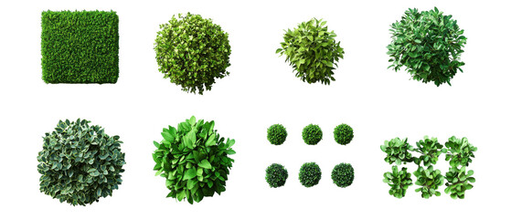 Top view of various green bushes and shrubs with fresh leaves in different shapes