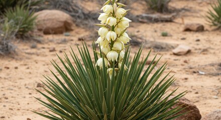 Desert Yucca Plant with Pale Yellow Flowers
