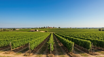 Fototapeta premium Wide vineyard rows under clear sky