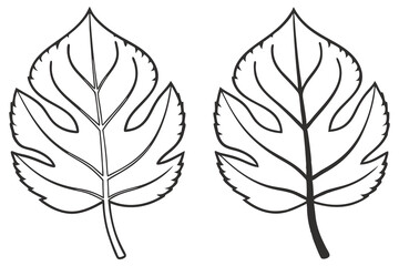 Two intricately outlined leaves display prominent veins and jagged edges, isolated on white