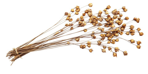 Dried flaxseed plant bundle with golden seed pods, perfect for rustic decor or natural crafts, displayed against a white background. on transparent background