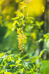flowers on the tree. trees bloom in spring. beautiful flowers
