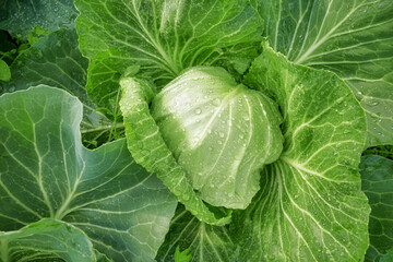 Close up of cabbage on an organic plantation, selective focus.