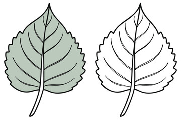 Fototapeta premium Aspen leaf outlined and colored soft gray, its veins displayed on a transparent background
