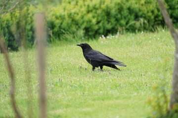 Schwarze Krähe auf einer grünen Wiese im Garten sucht nach Nahrung, Corvus corone - Rabenkrähe