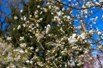 Magnolia blossoms on a sunny day in May