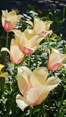Delicate pale yellow tulips with pink accents