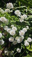 Small white wildflowers blooming in a lush garden