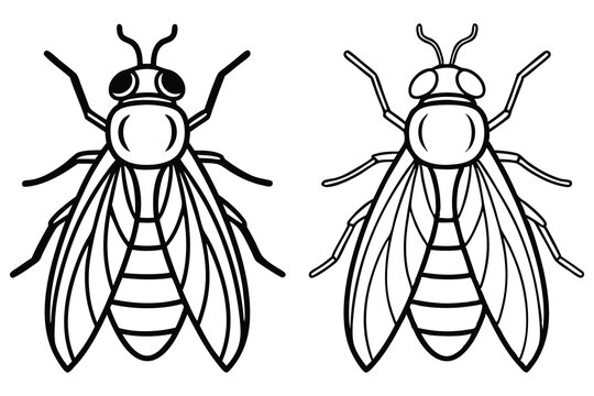 Two fly outlines display symmetrically on a white background, showcasing insect anatomy
