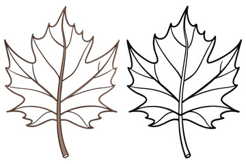 Two outlined maple leaves in brown coloring and black and white are on display