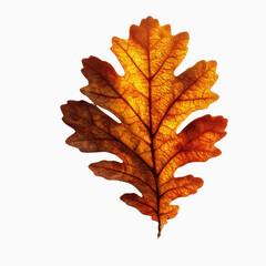 Fototapeta premium Single Dried Oak Leaf, Autumn Colors, Backlit Detail
