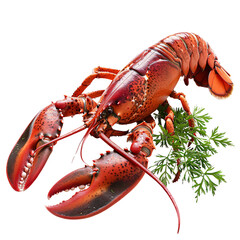 lobster isolated on white background