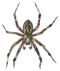 Obraz premium PNG An isolated spider illustration realistic arachnid.