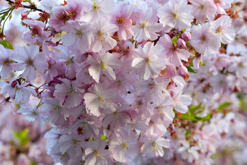 Fototapeta premium Blossoming cherry trees create a vibrant spring landscape