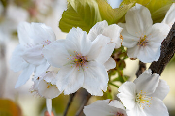 Beautiful white cherry blossoms blooming on tree branches