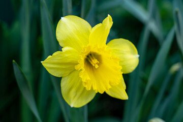 Yellow daffodil blooms amidst green foliage in the garden
