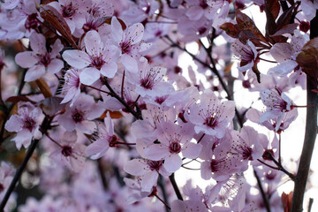 Cherry blossoms bloom in springtime sunlight