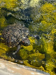turtle in the water