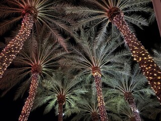 Palm trees