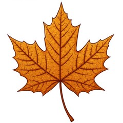 Fototapeta premium Detailed Orange and Brown Autumn Maple Leaf Illustration