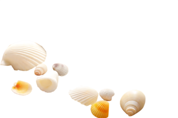 Sand and sea shells beach theme isolated on white background PNG
