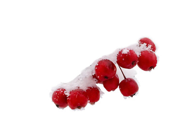 Snow-covered tree branch with red berries isolated on white background PNG