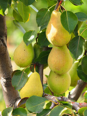 Pear tree with ripe fruits, winter pears