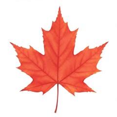 Obraz premium Single Red Maple Leaf on White Background