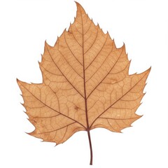 Obraz premium Dried Brown Leaf on White Background