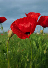 Obraz premium Red poppies in the field