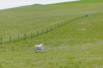 Sheep on the grassland, agriculture, farmland, Pewsey, Wiltshire, South of England
