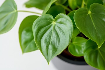 Obraz premium Close-up view of vibrant heart-shaped leaves on a houseplant.