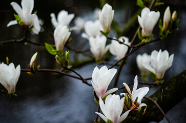 A white magnolia flowers on a background of water