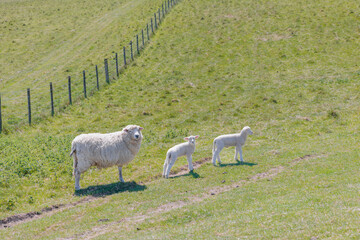 Sheep on the grassland, agriculture, farmland, Pewsey, Wiltshire, South of England