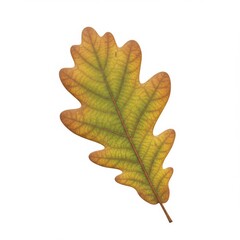 Fototapeta premium Yellow and Brown Oak Leaf Close Up on White Background