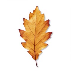 Fototapeta premium Single Brown and Orange Autumn Leaf on White Background