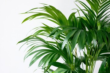 Obraz premium Lush, vibrant palm fronds against a plain background.
