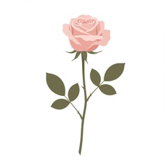 Single Pink Rose with Green Leaves on White Background
