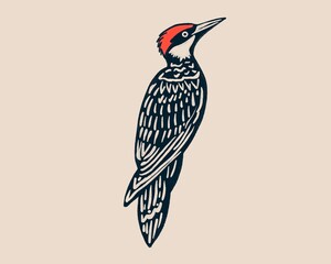 Northern Flicker Woodpecker drawing and illustration