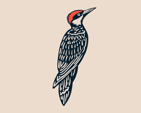 Northern Flicker Woodpecker drawing and illustration