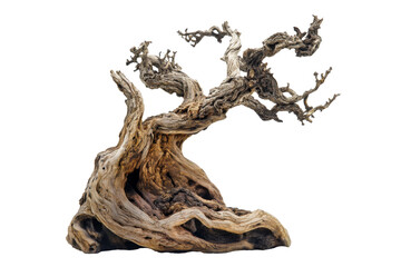 Twisted Dead Tree	
