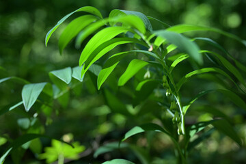 Polygonatum multiflorum (Solomon’s Seal) Green Leaves in Forest with Sunlight