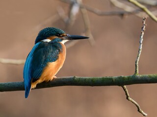 kingfisher on the branch